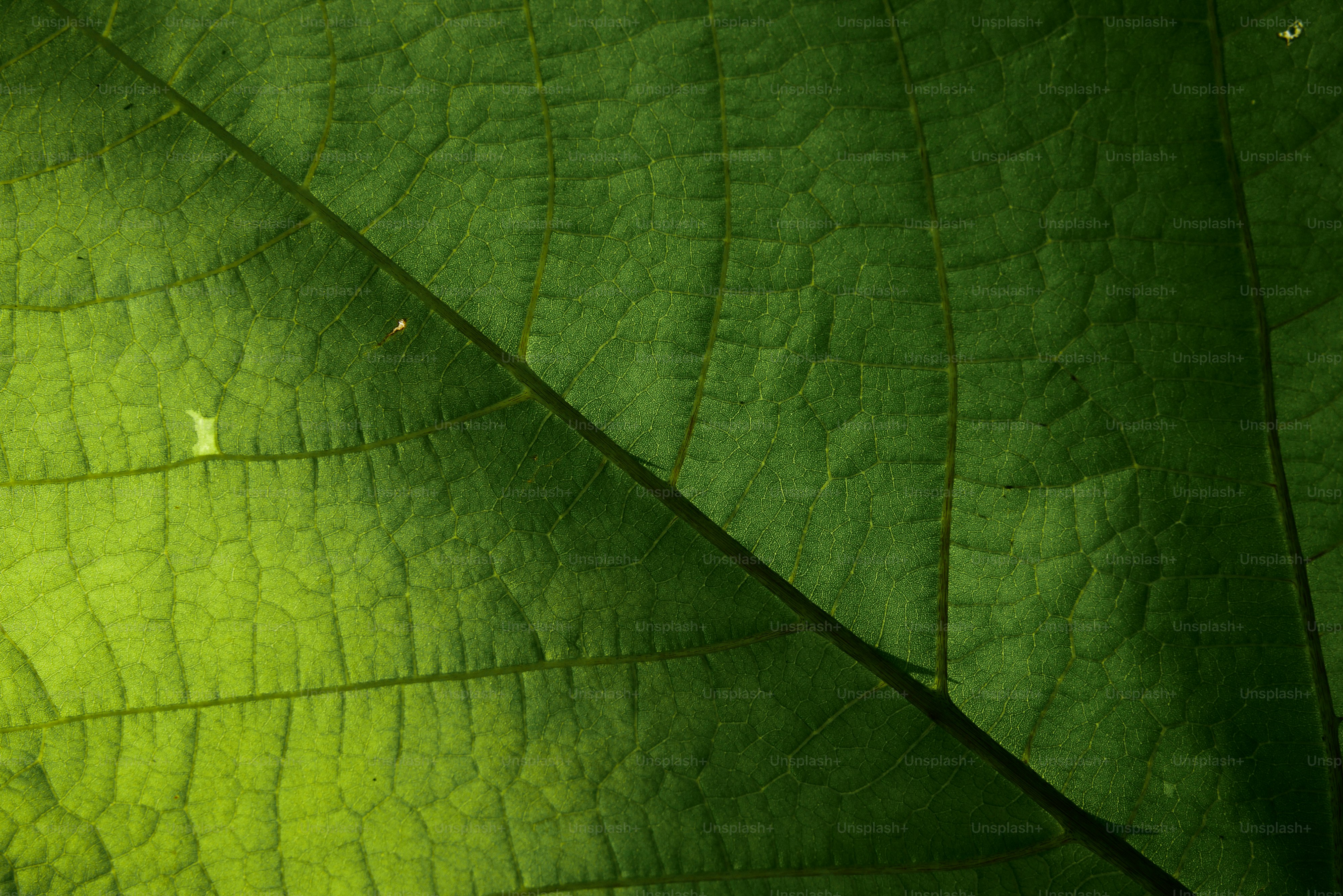 vue rapprochée d’une feuille verte