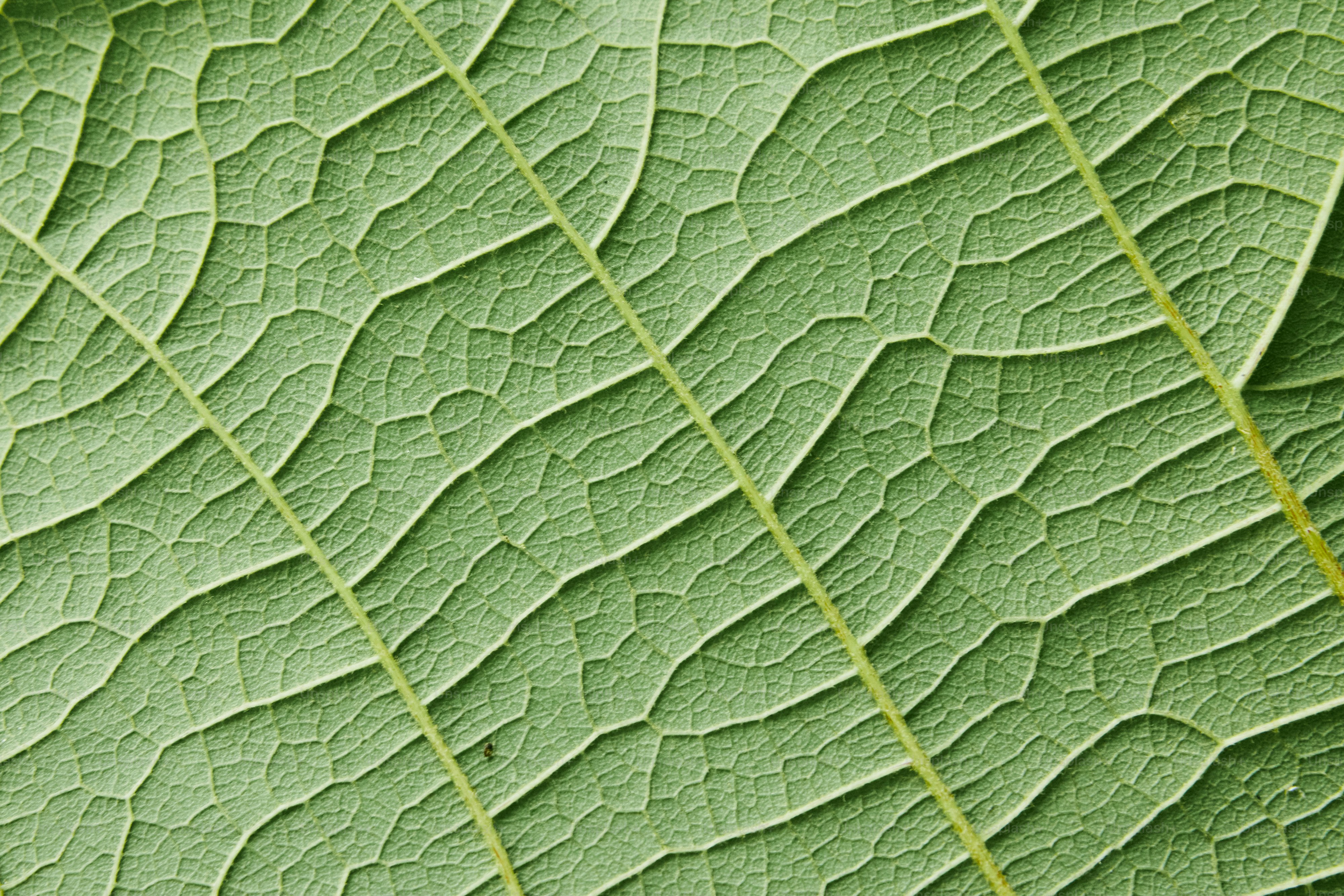 vue rapprochée d’une feuille verte