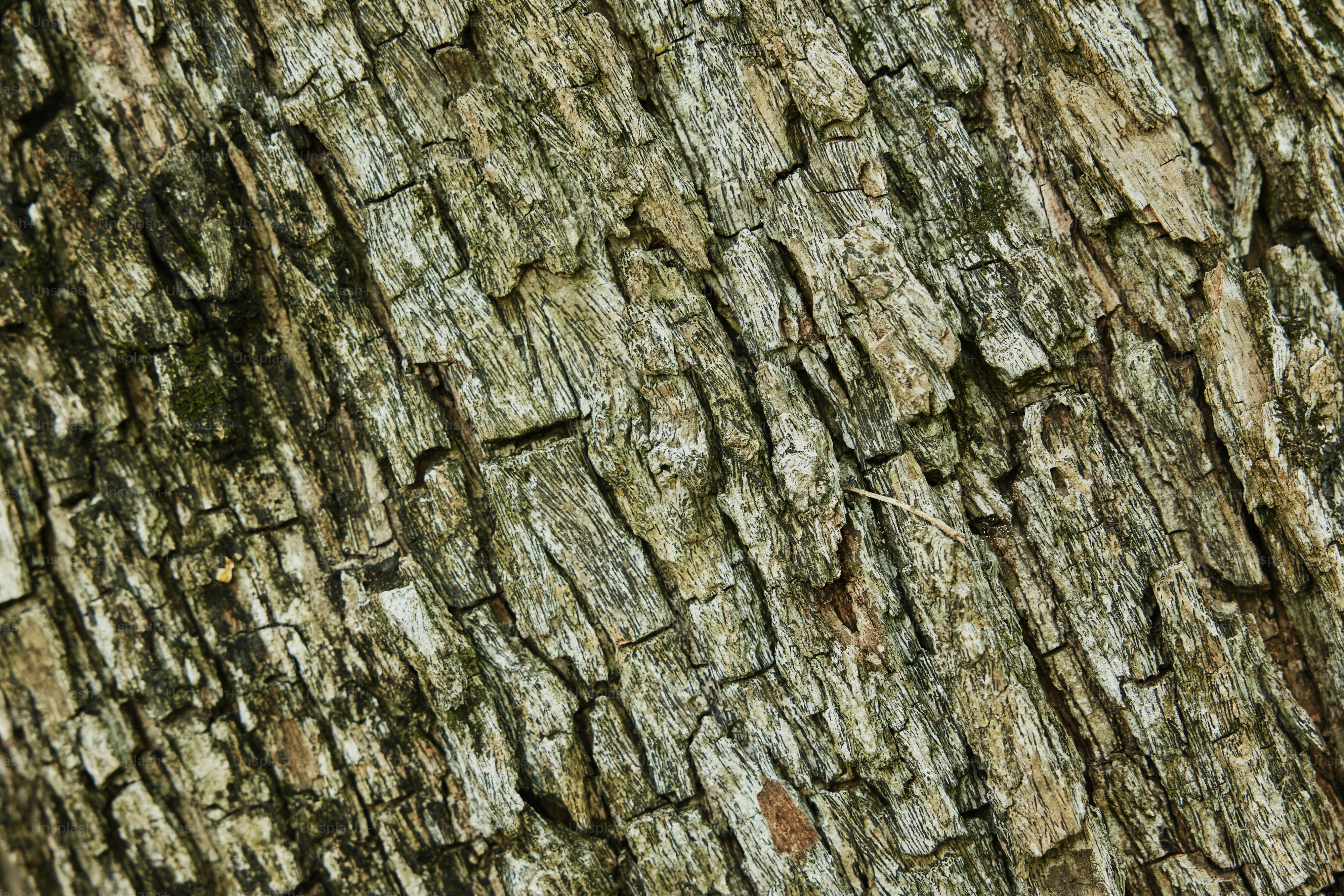gros plan sur l’écorce d’un arbre