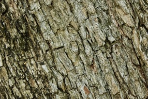 a close up of the bark of a tree