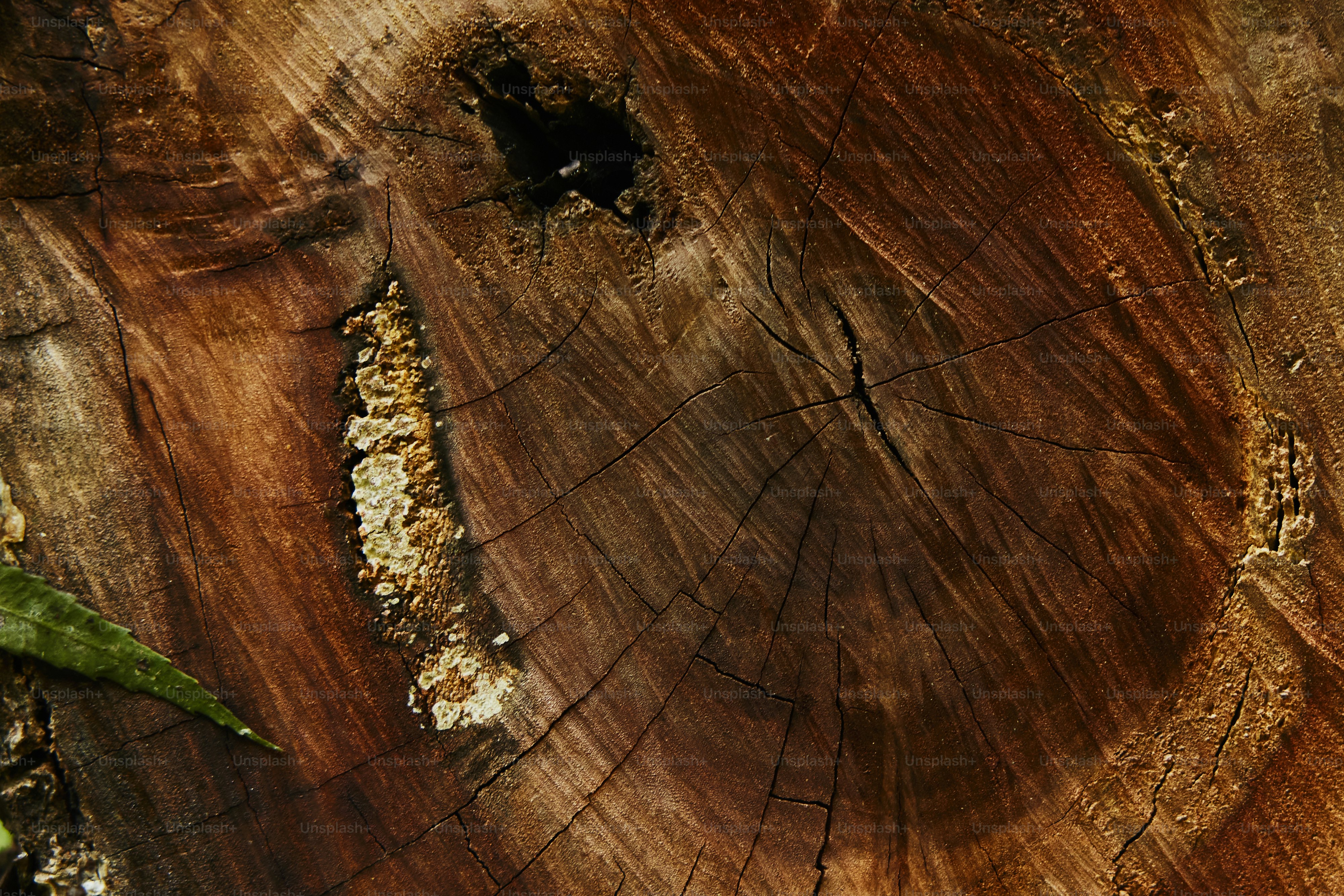 un morceau de bois coupé en deux