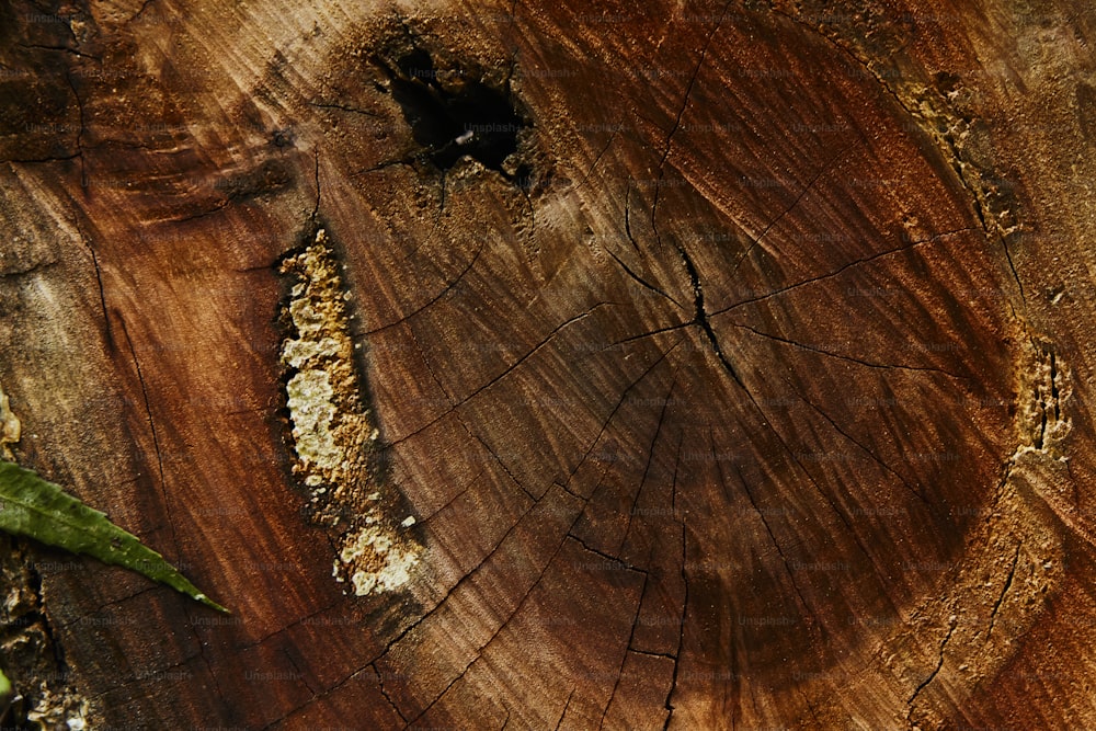 un pezzo di legno tagliato a metà