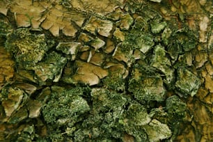 a close up of a tree trunk with moss growing on it