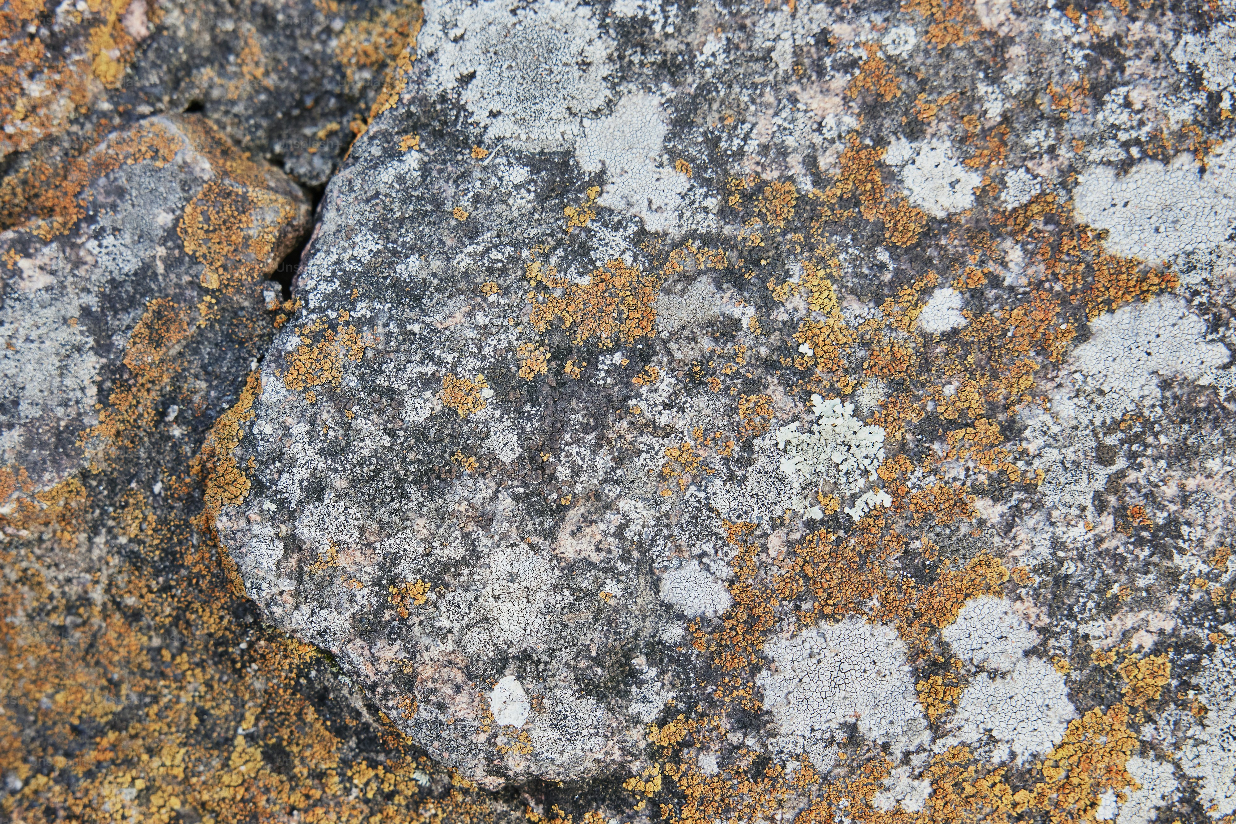 gros plan d’un rocher avec du lichen dessus
