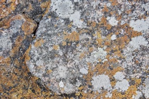 um close up de uma rocha com líquen sobre ela