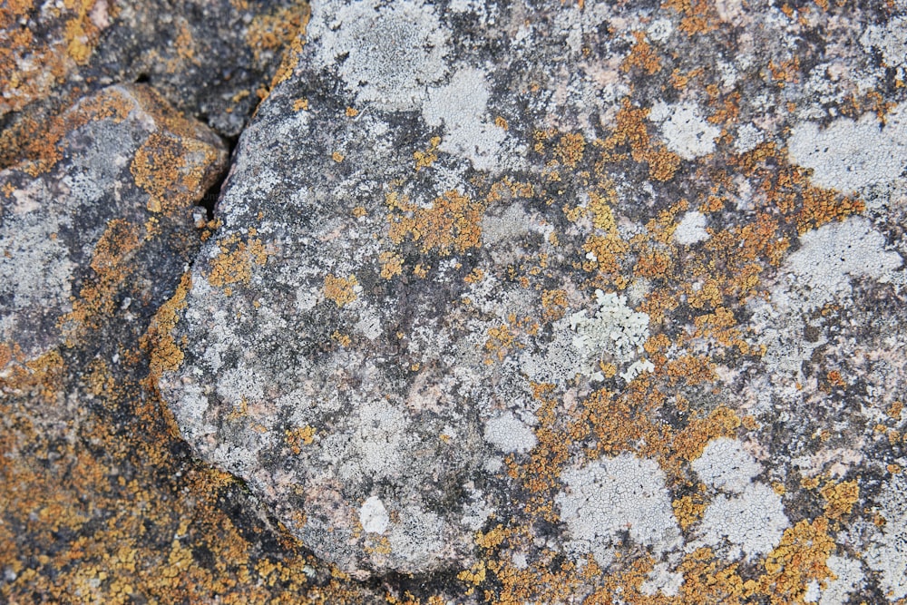 Un primer plano de una roca con líquenes