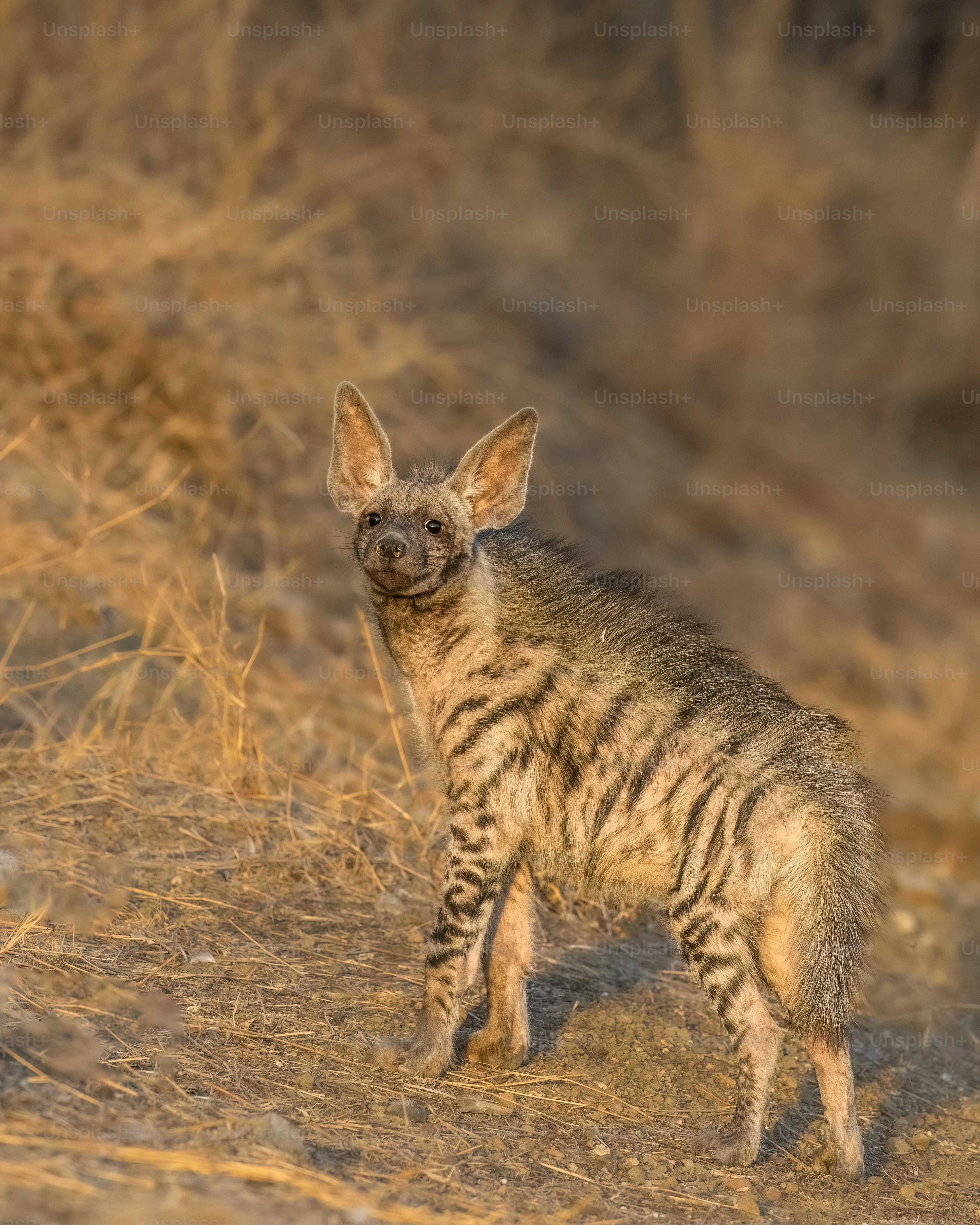 a striped hyena standing in a dry grass field