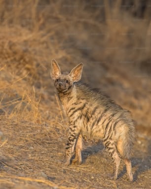 a striped hyena standing in a dry grass field
