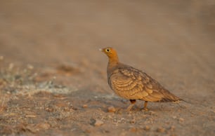 un uccello marrone in piedi in cima a un campo di terra