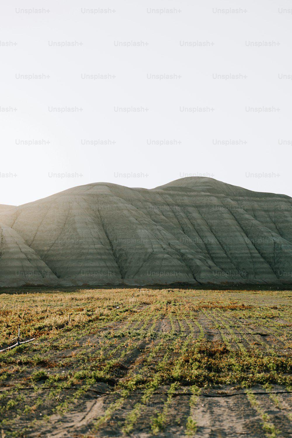 a field with a mountain in the background