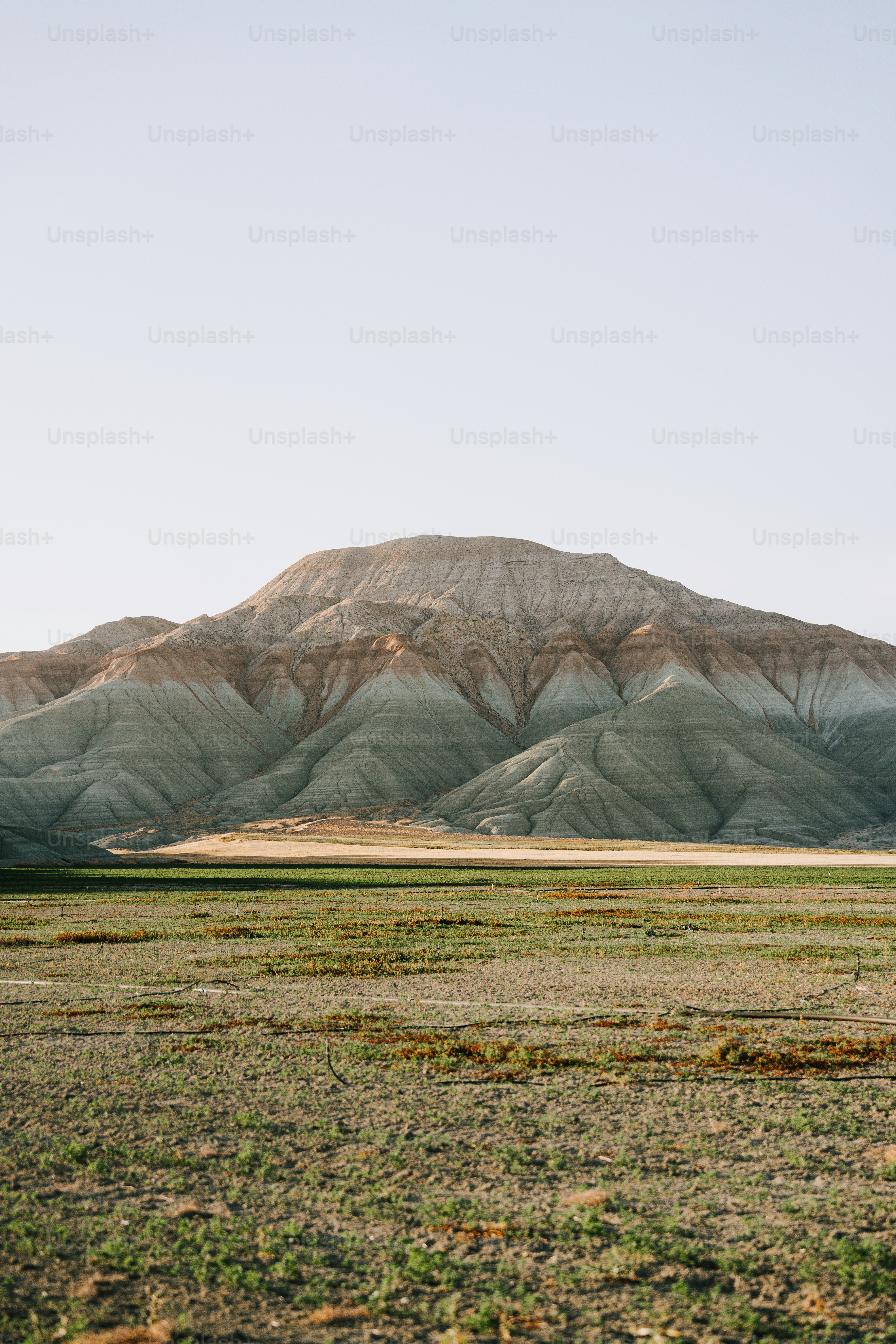 ein Pferd, das auf einem Feld mit Bergen im Hintergrund steht
