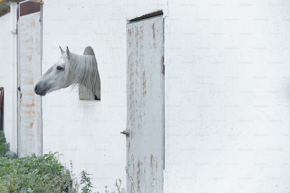 um cavalo branco enfiando a cabeça para fora de uma janela