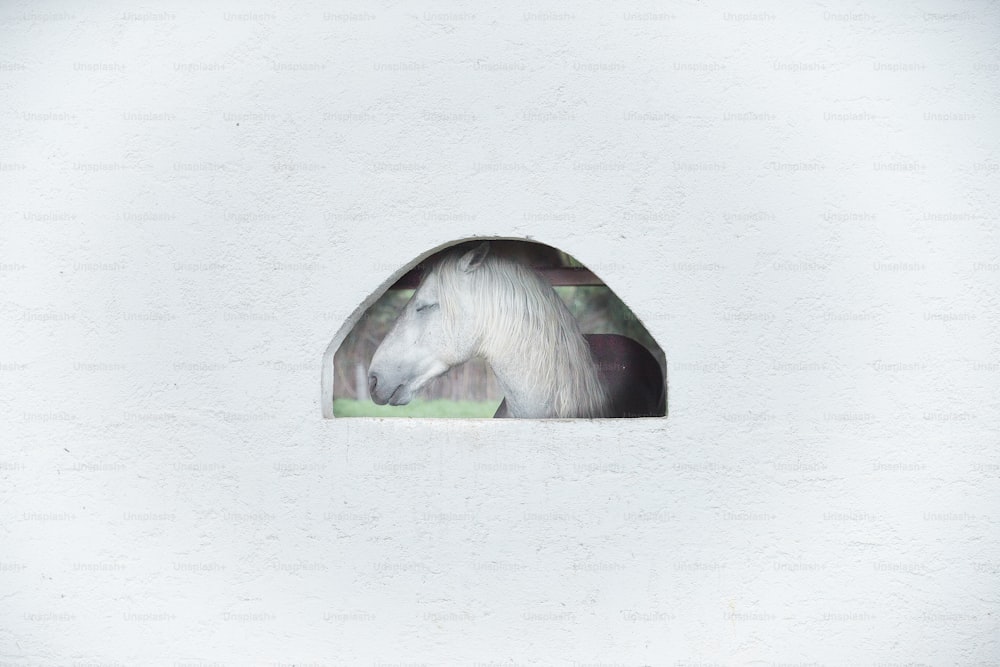 a white horse looking out of a window