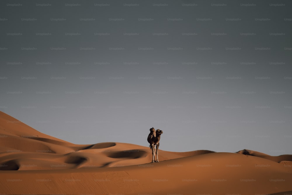 사막 한가운데에 홀로 서 있는 낙타
