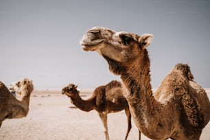 Un grupo de camellos parados en el desierto
