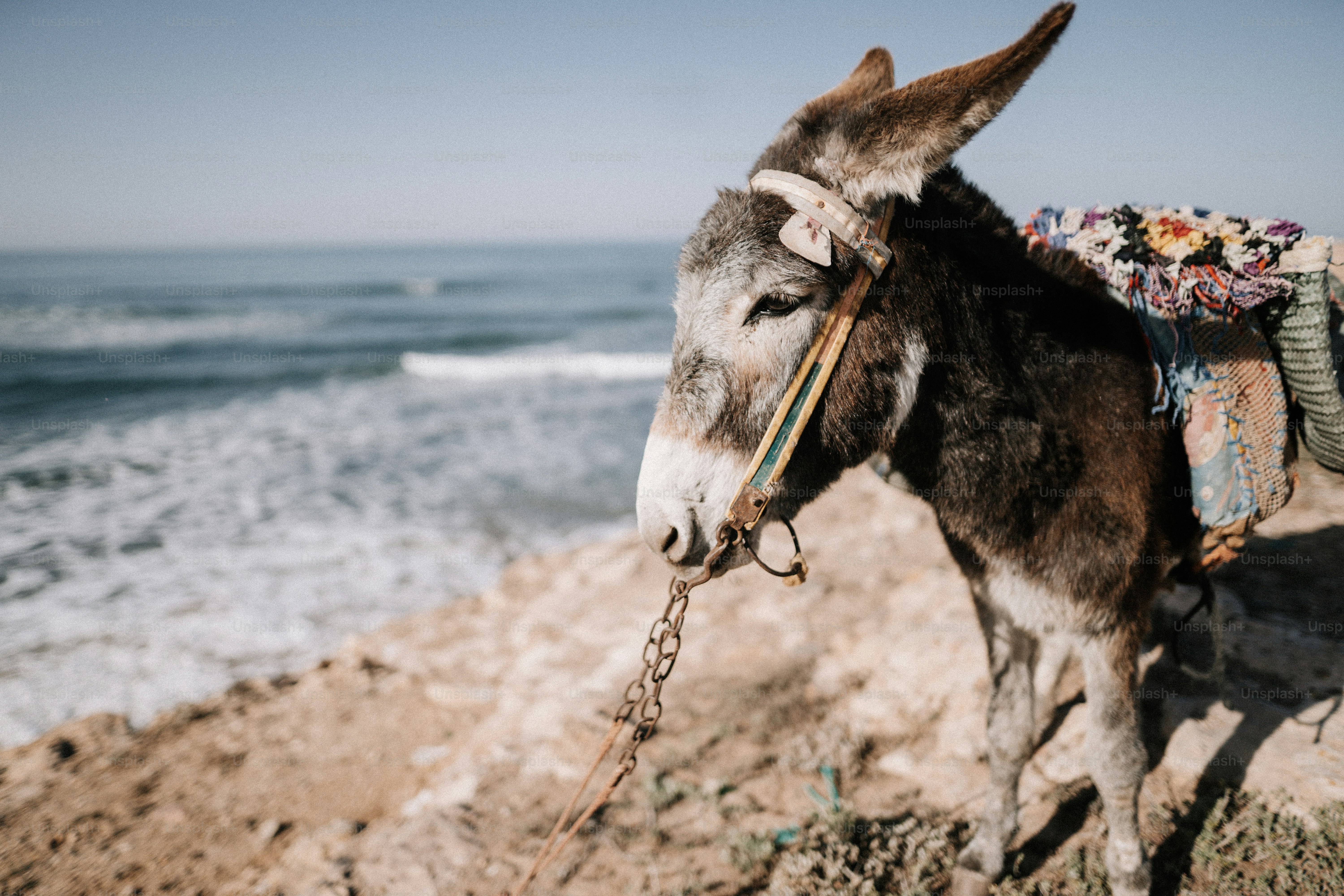 Un burro atado a una roca cerca del océano