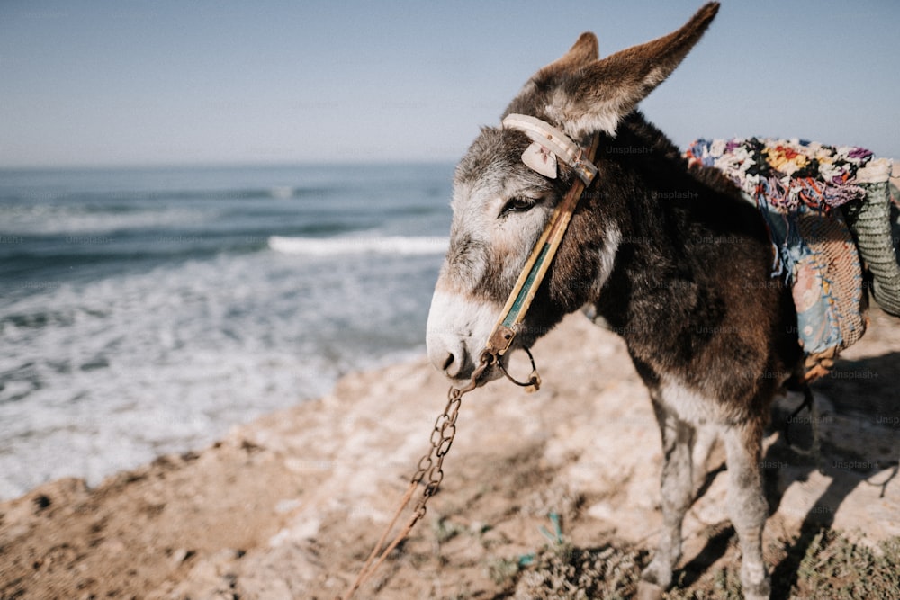 a donkey tied to a rock near the ocean