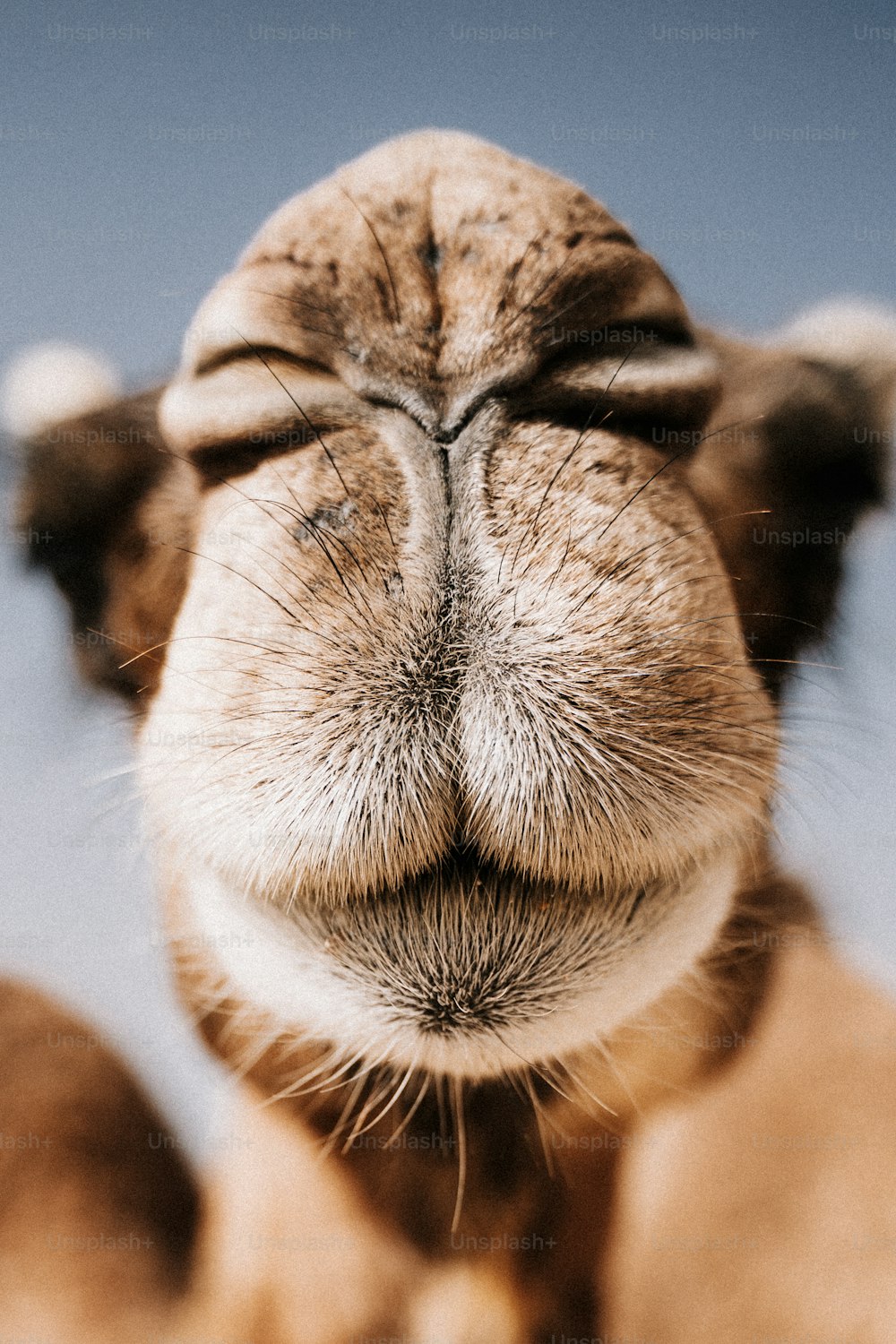a close up of a camel's face with its eyes closed