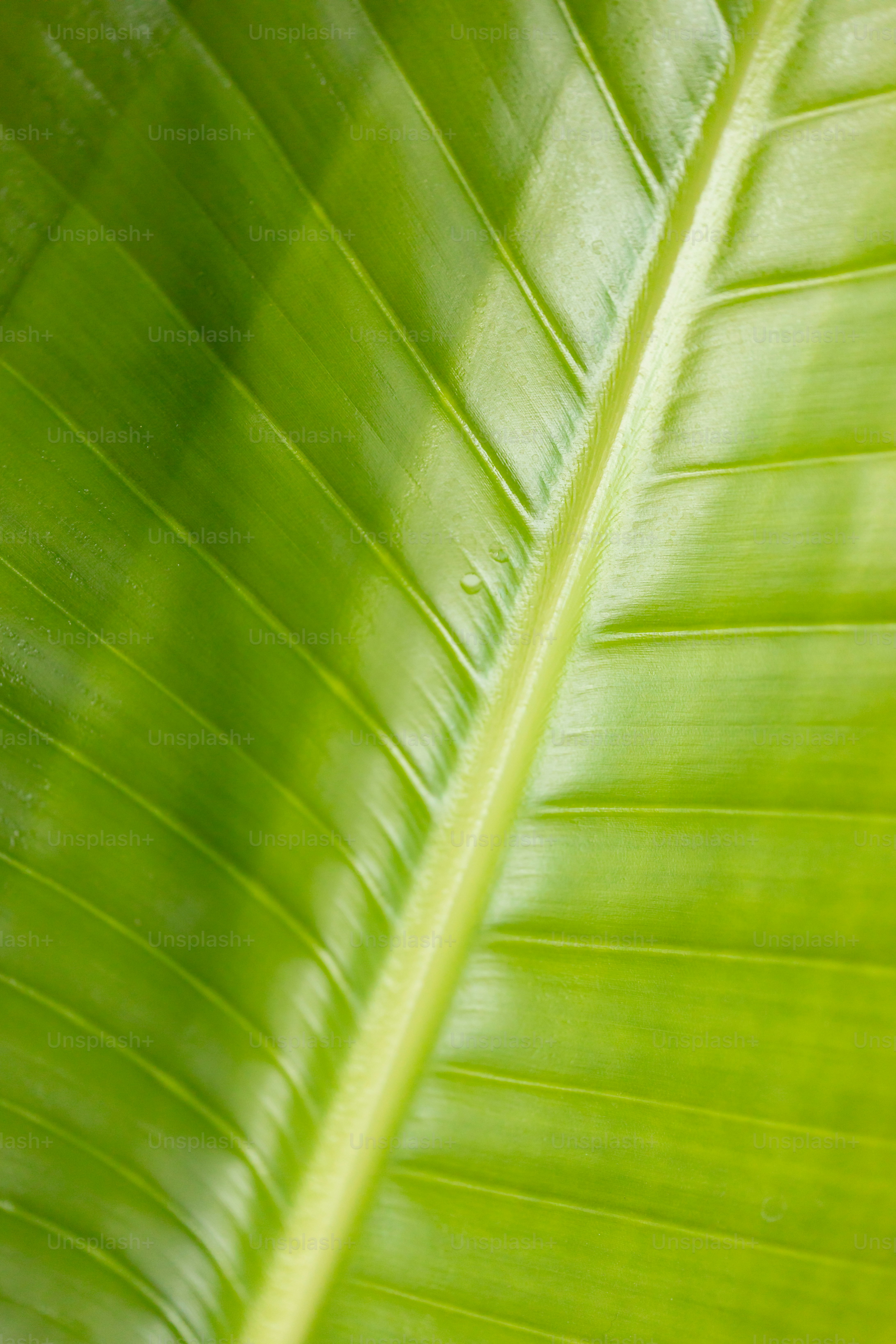 Un primer plano de una gran hoja verde