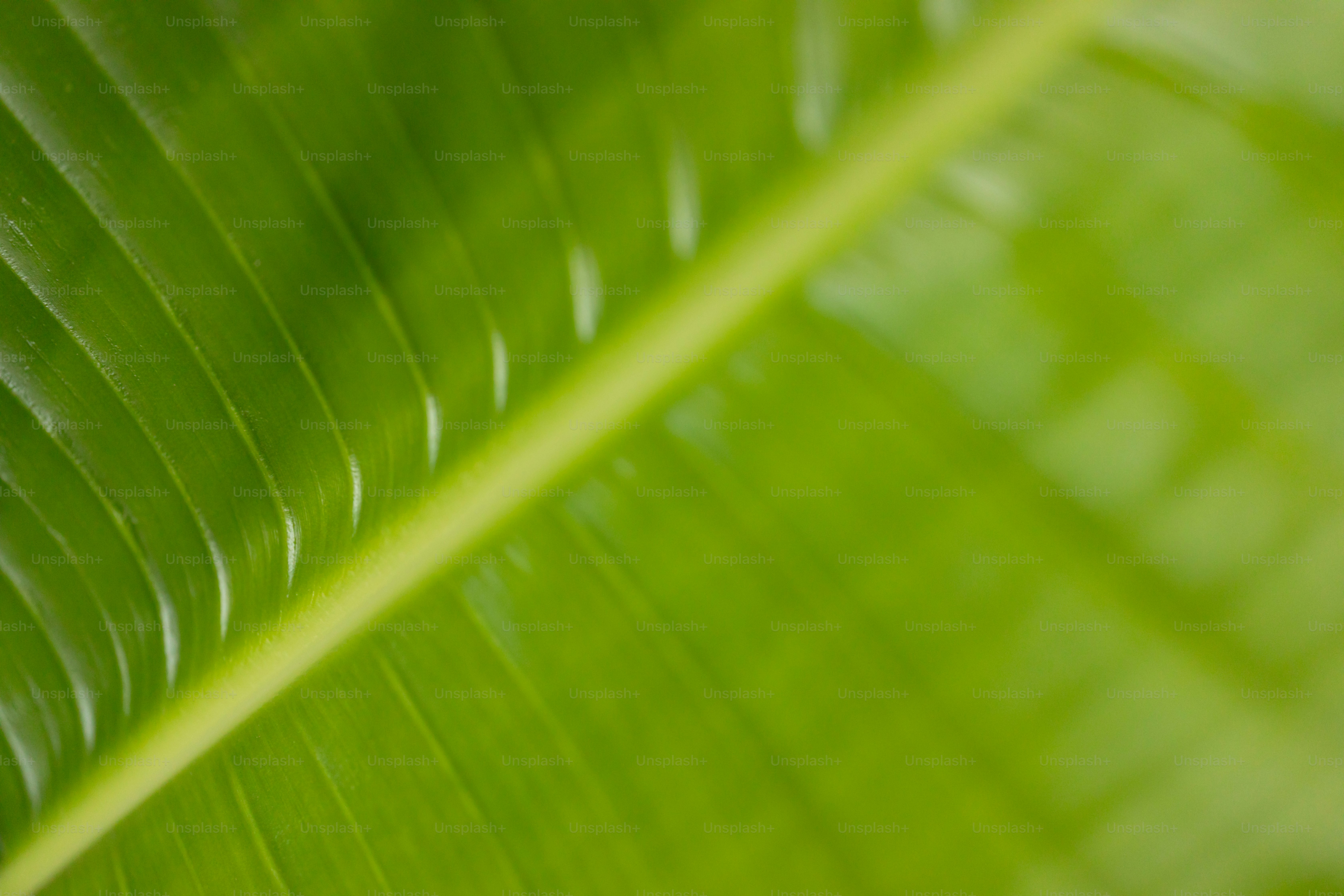 Un primer plano de una gran hoja verde