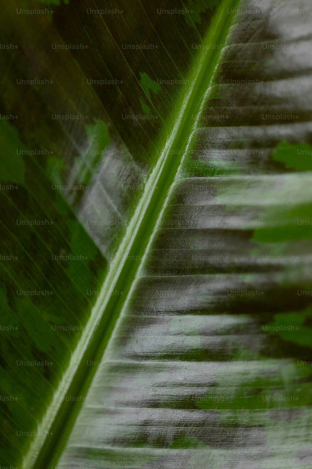 gros plan d’une grande feuille verte