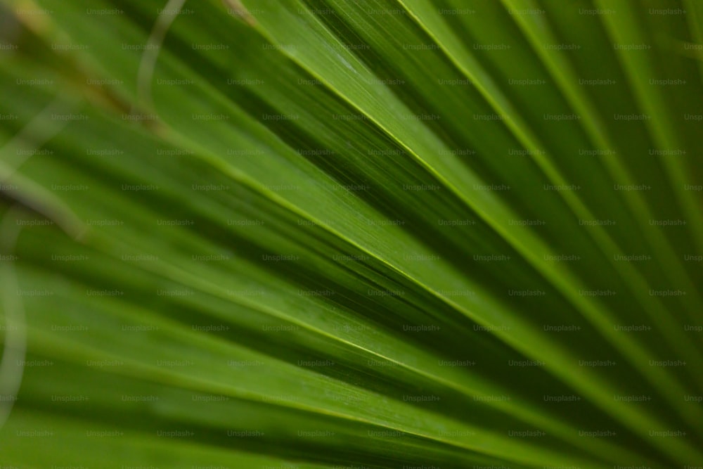 A close up of a large green leaf photo – Leaf Image on Unsplash