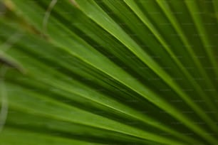 a close up view of a green leaf