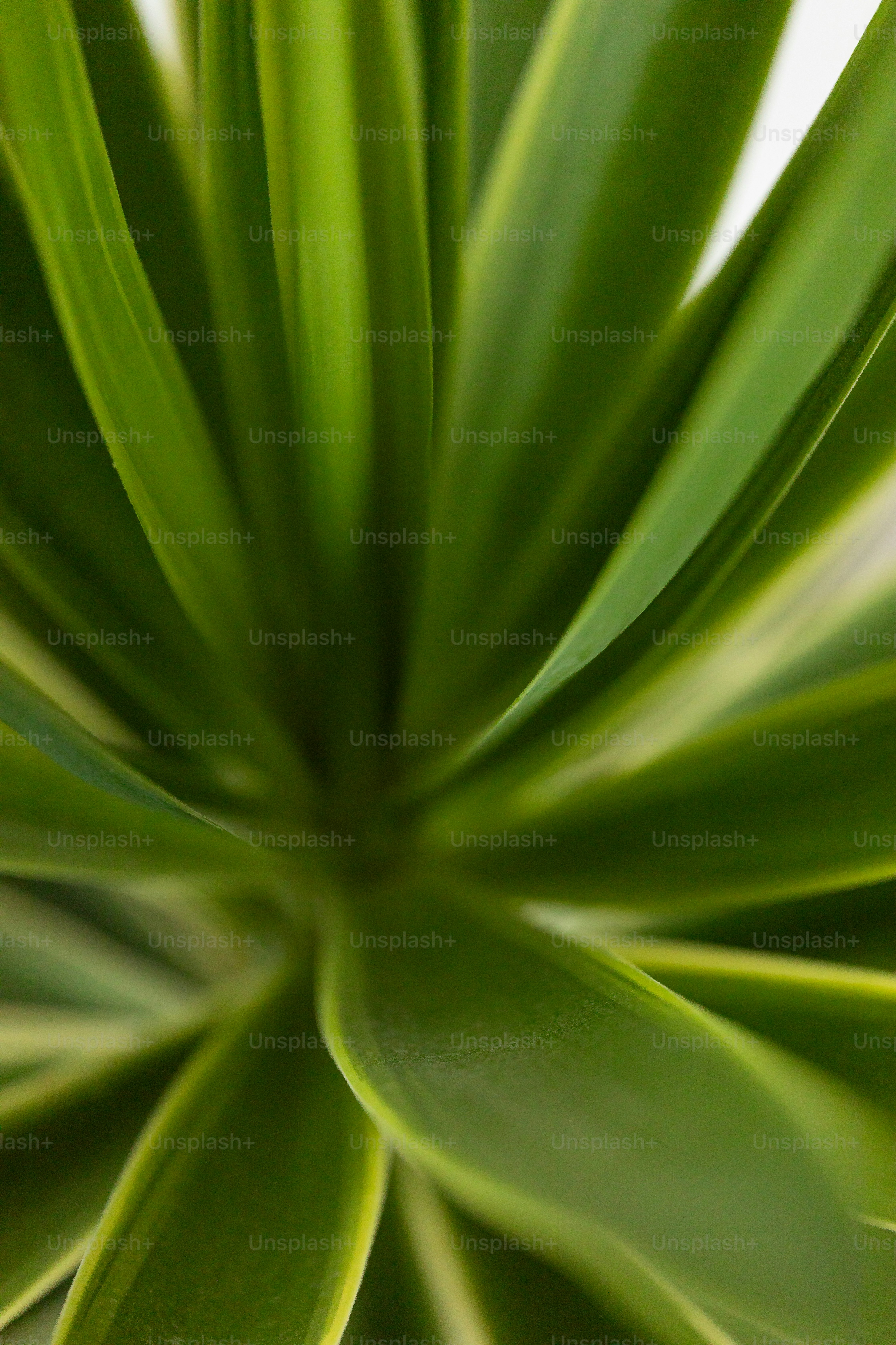 un primer plano de una planta verde con un fondo blanco