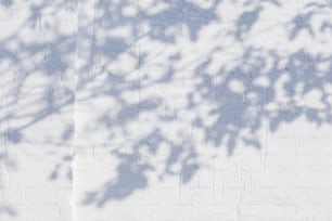 the shadow of a tree on a white wall