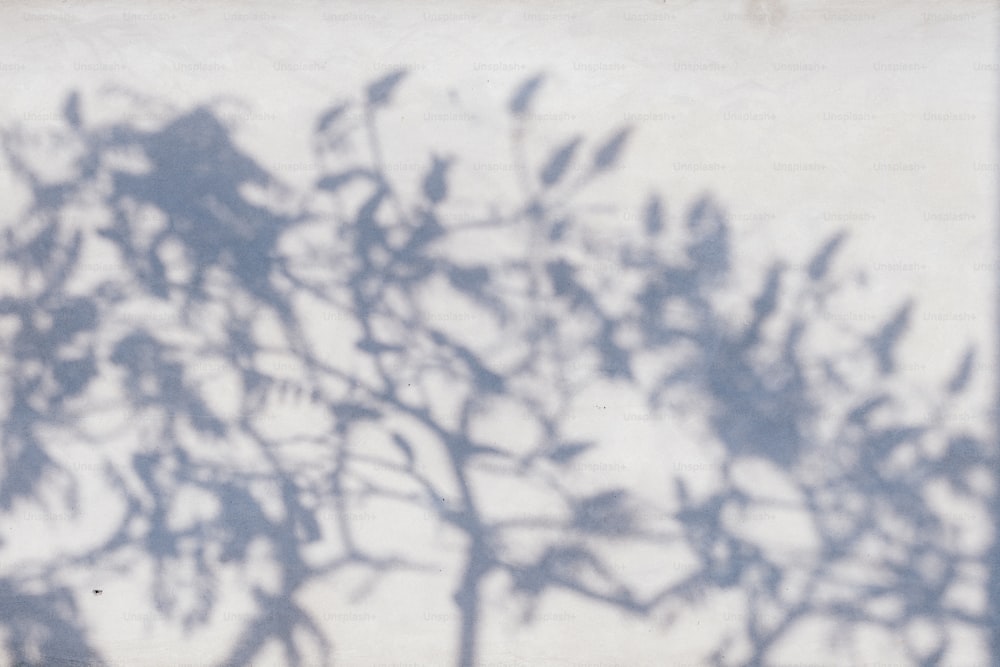 a shadow of a tree on a wall