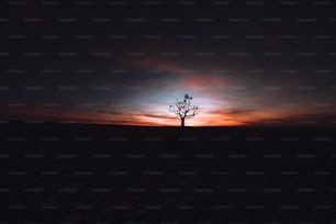 a lone tree in the middle of a field