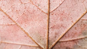 a close up view of a leaf's texture