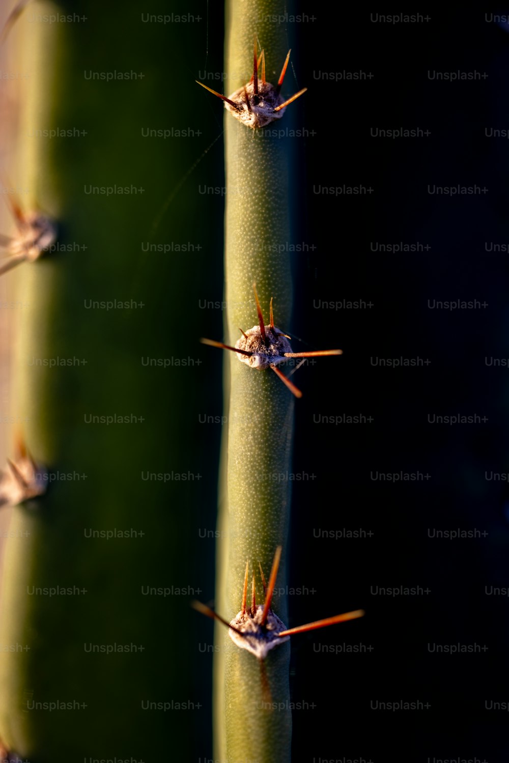 a close up of a green plant with spikes