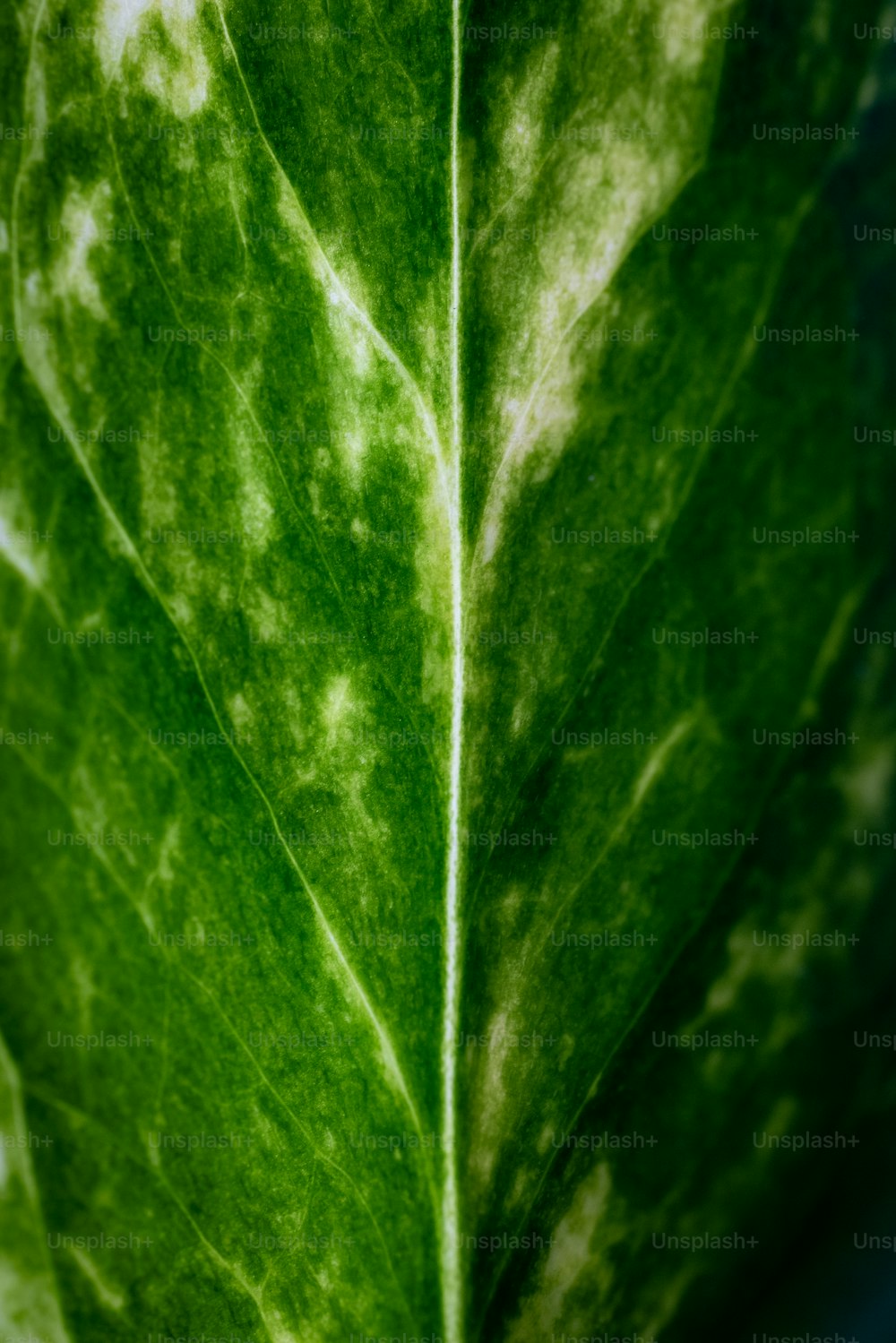 uma folha verde com manchas brancas