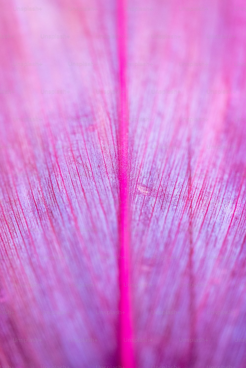 a close up view of a pink leaf