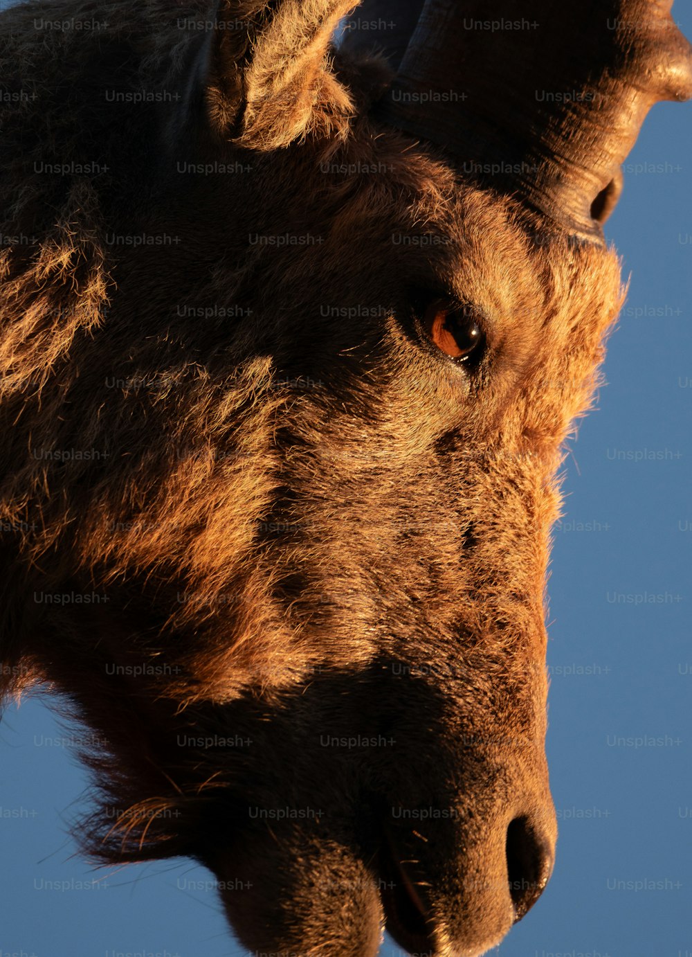 a close up of a horned animal with a sky background
