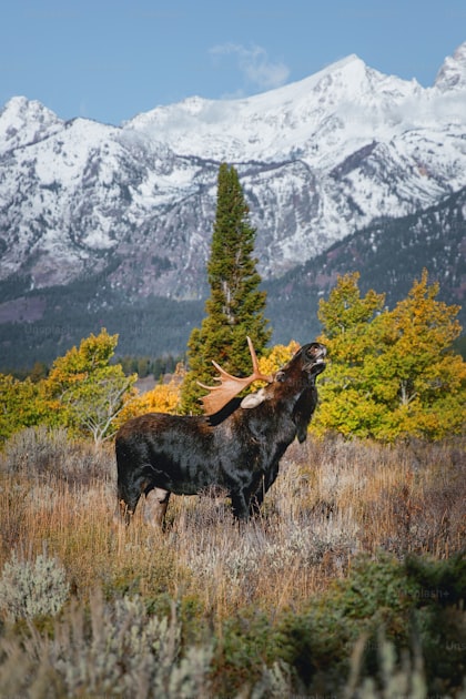 Hunter with a large frame backpack loaded with elk quarters in the backcountry mountains