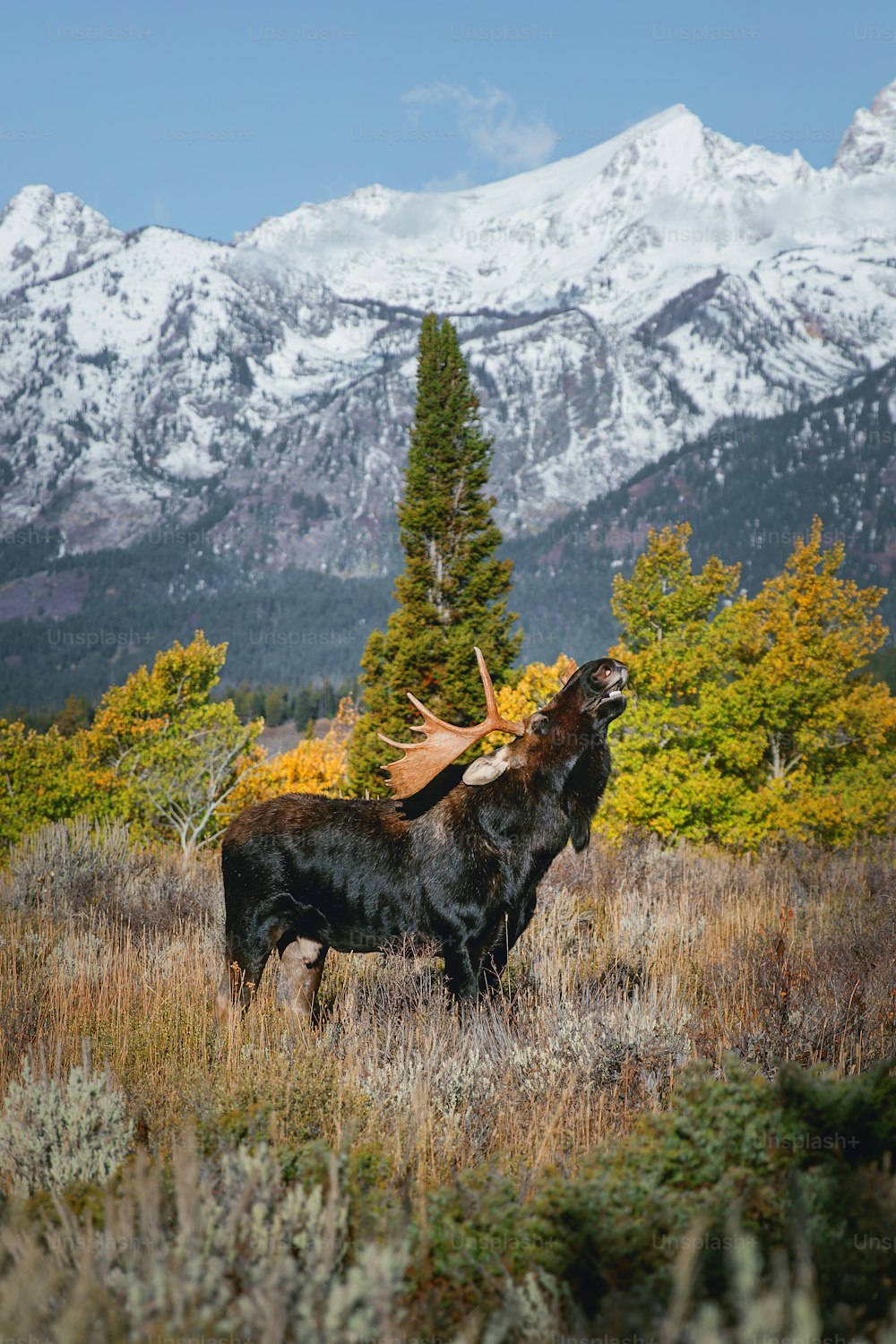 a large bull standing on top of a grass covered field