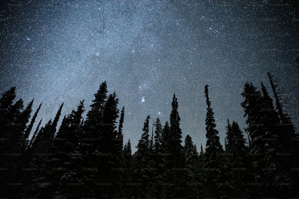 the night sky is filled with stars and trees