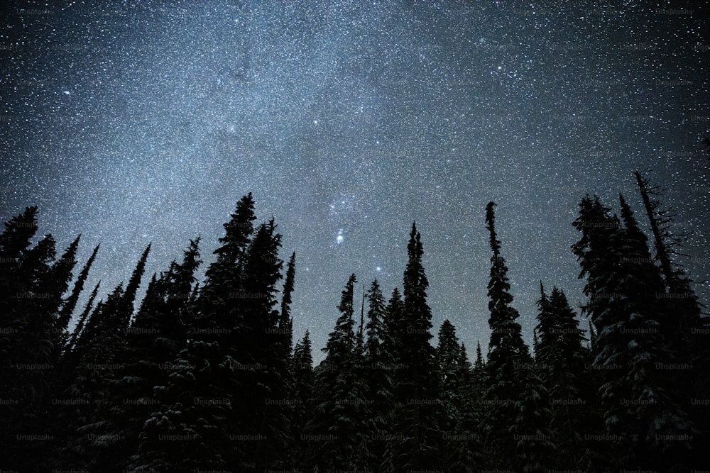 夜空は星や木々でいっぱいです