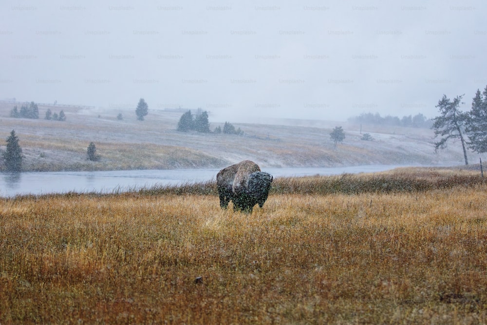 a bison standing in a field with a river in the background