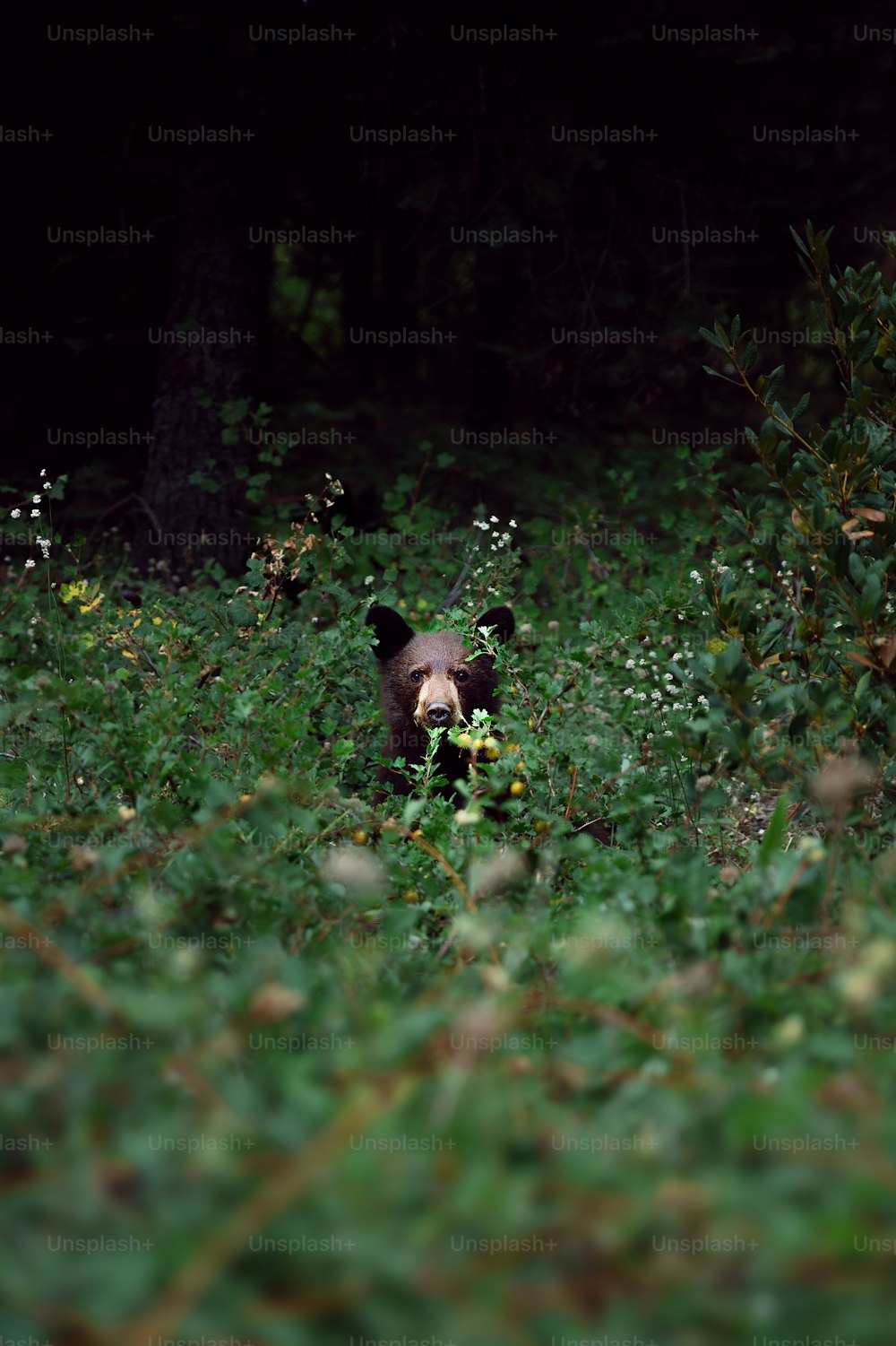 Un ours brun marchant dans une forêt verdoyante