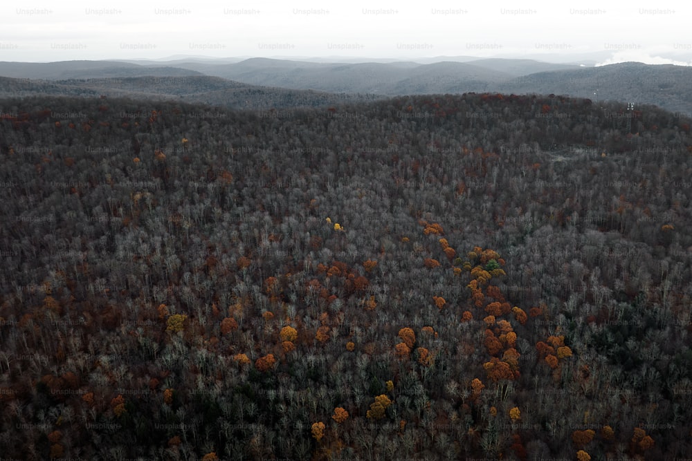 Una veduta aerea di una foresta con molti alberi