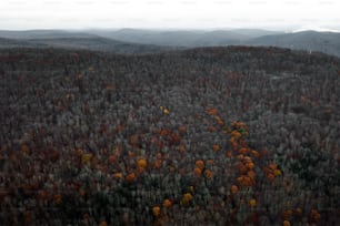 Una veduta aerea di una foresta con molti alberi