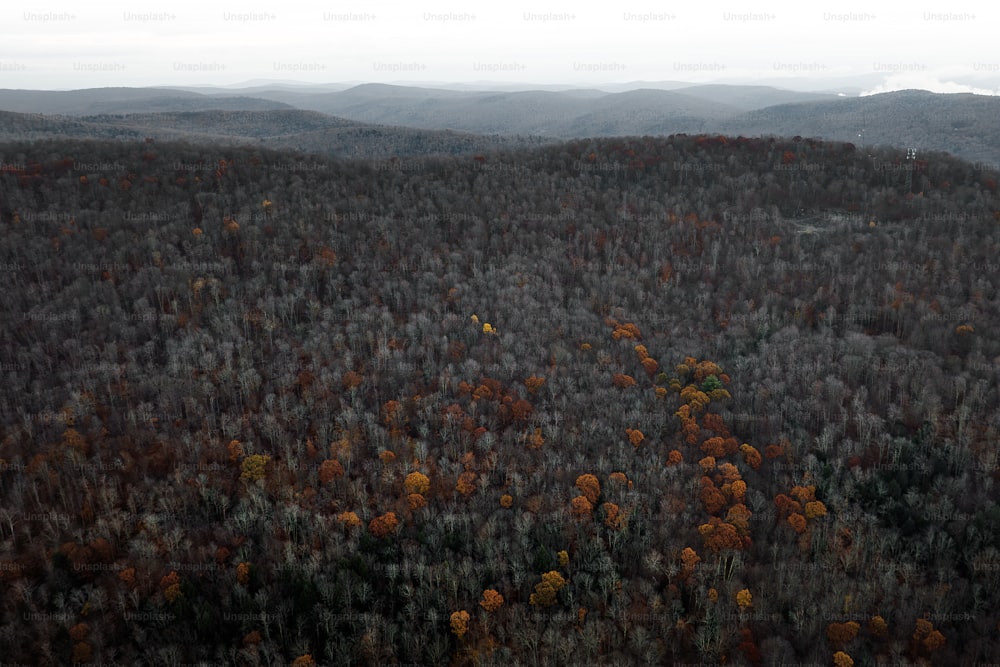 an aerial view of a forest with lots of trees