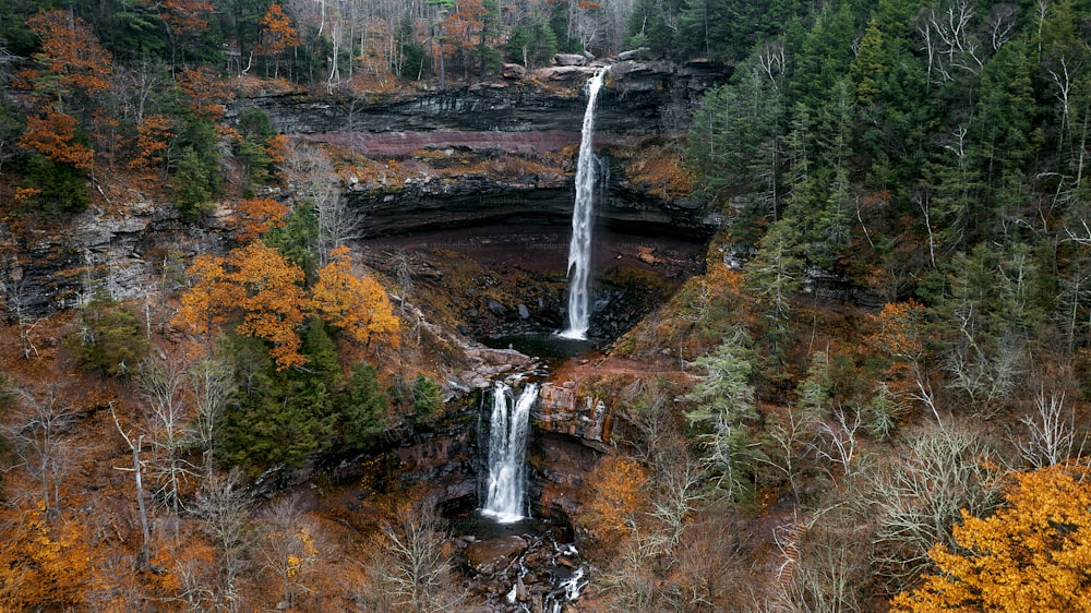 Una cascada en medio de un bosque