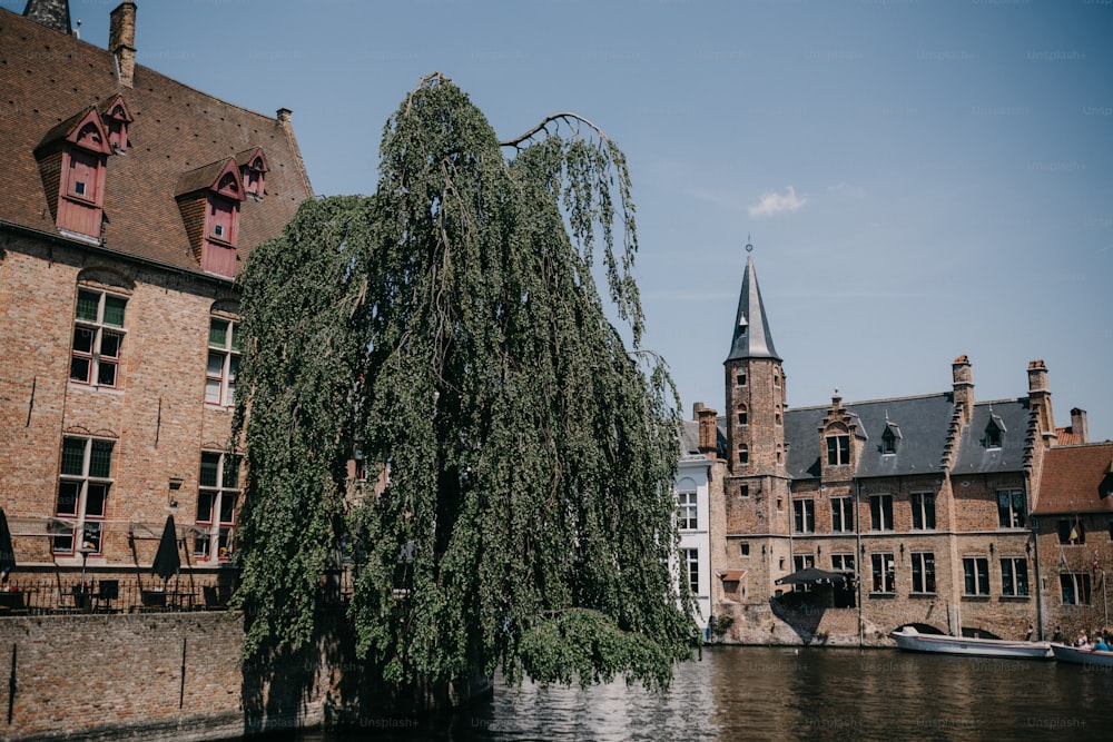 a tree in front of a building next to a body of water