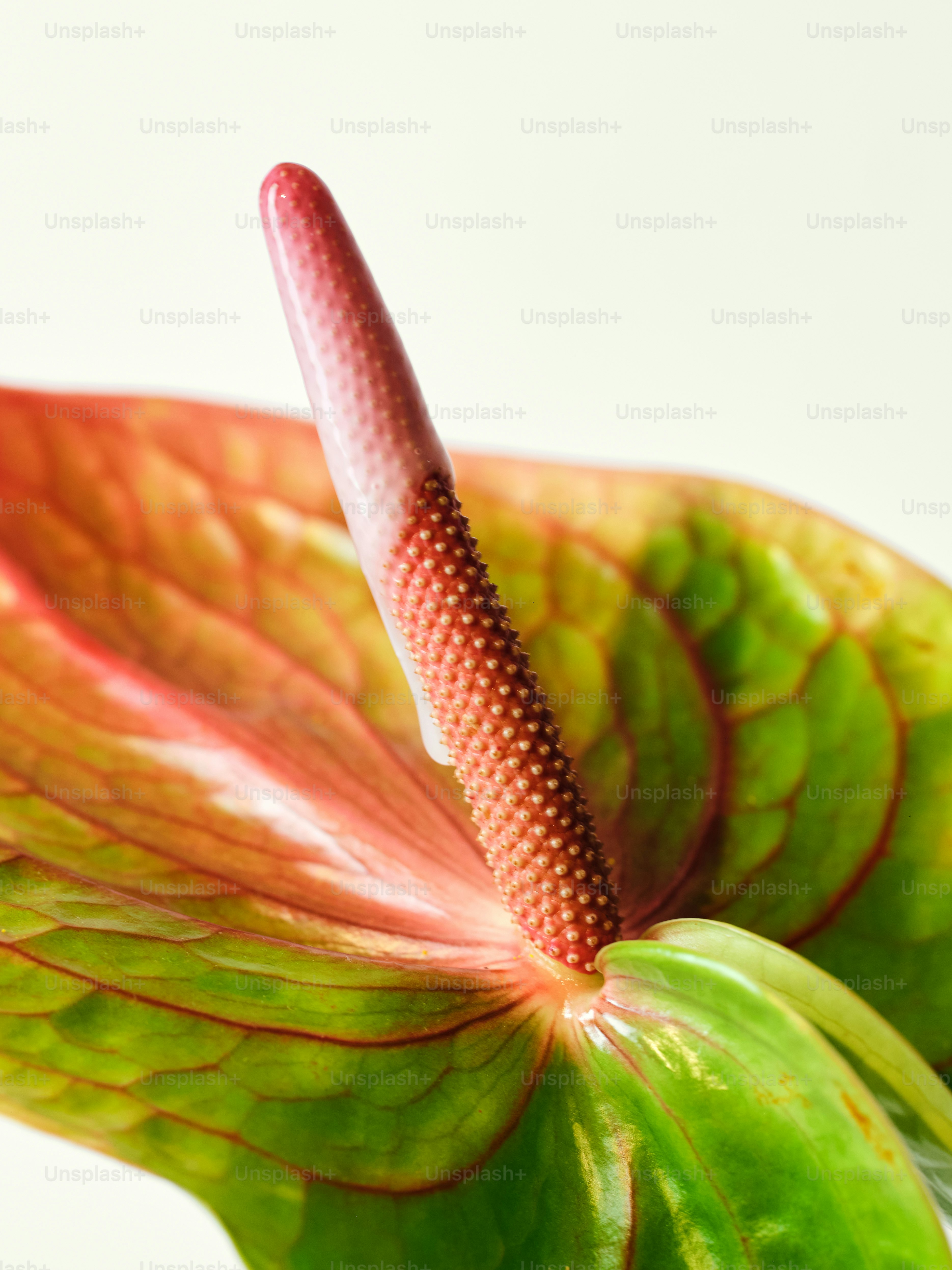 Un primer plano de una flor roja y verde