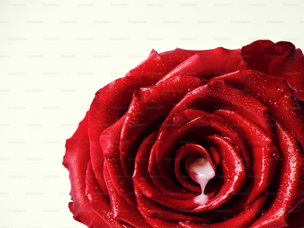 a close up of a red rose with water droplets