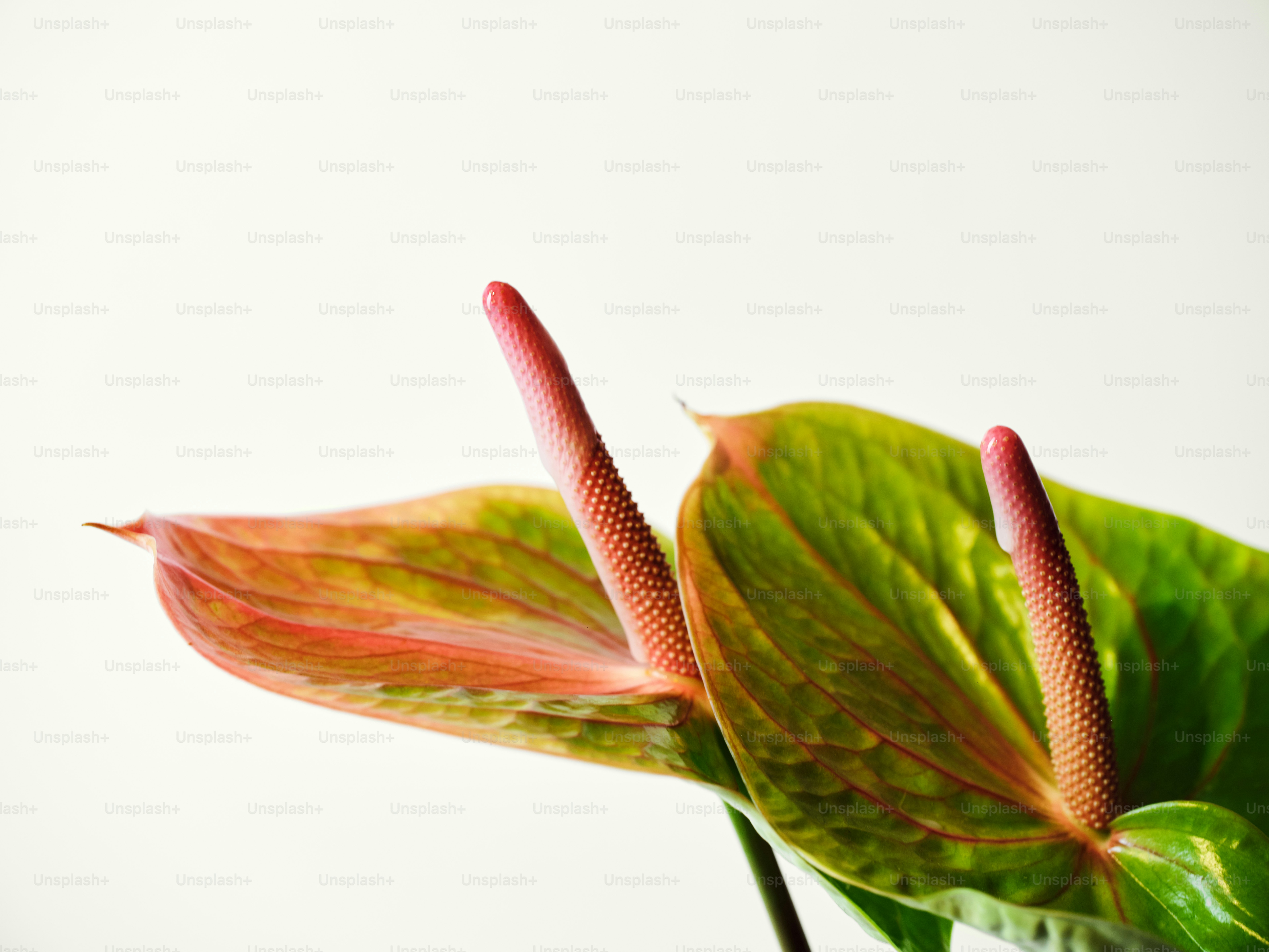 um close up de uma planta com um fundo branco
